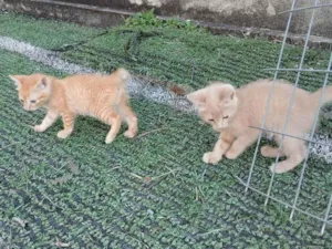 Gato raça SRD-ViraLata idade 2 a 6 meses nome Gatinhos Amarelos - 2 meses, castração garantida
