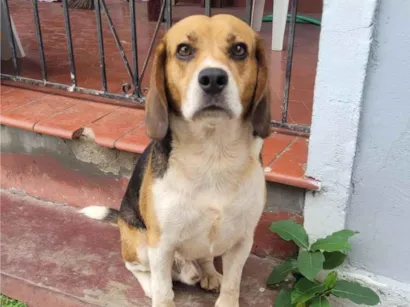 Cachorro raça Beagle idade 2 anos nome Thor