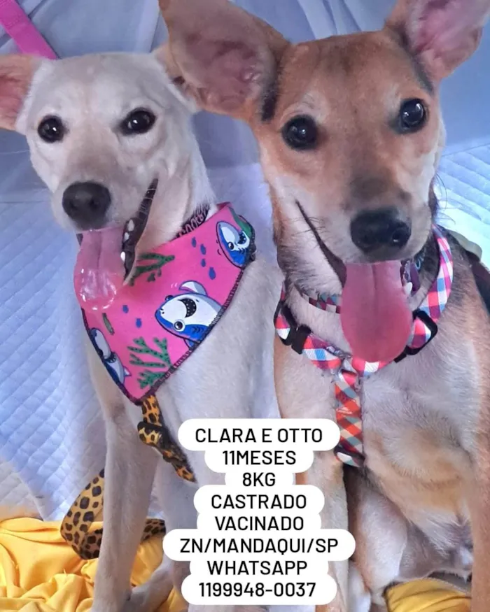 Cachorro ra a SRD-ViraLata idade 7 a 11 meses nome Clara e Otto