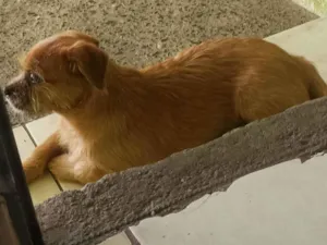 Cachorro raça SRD-ViraLata idade 7 a 11 meses nome Dora