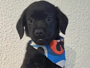 Cachorro raça SRD-ViraLata idade Abaixo de 2 meses nome Toby