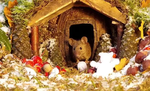 Homem descobre uma família de ratos vivendo em seu jardim e constrói uma vila em miniatura para eles.