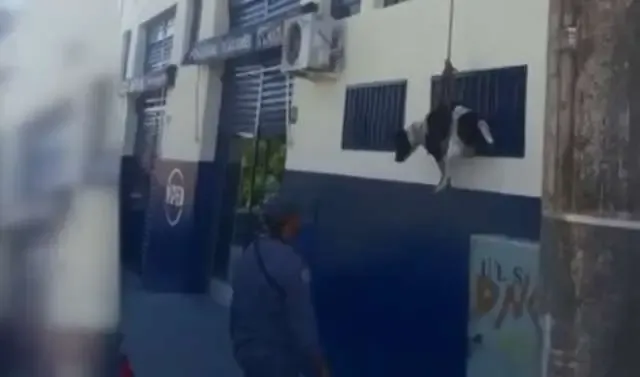 Bombeiros resgatam cachorro preso em telhado com técnicas de rapel.