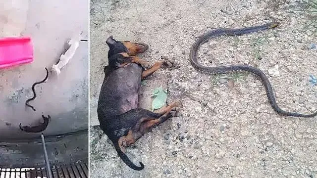 Vídeo: Cachorro se sacrifica e salva bebê de 1 ano de cobra venenosa