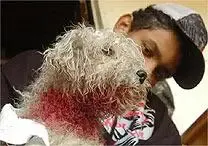 Poodle 'Beethoven' salva família de ataque de pitbull em Campinas-SP