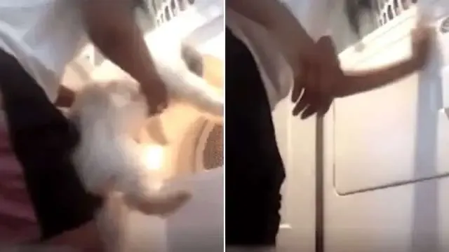Por curtidas, jovem joga cachorro em máquina de secar roupa