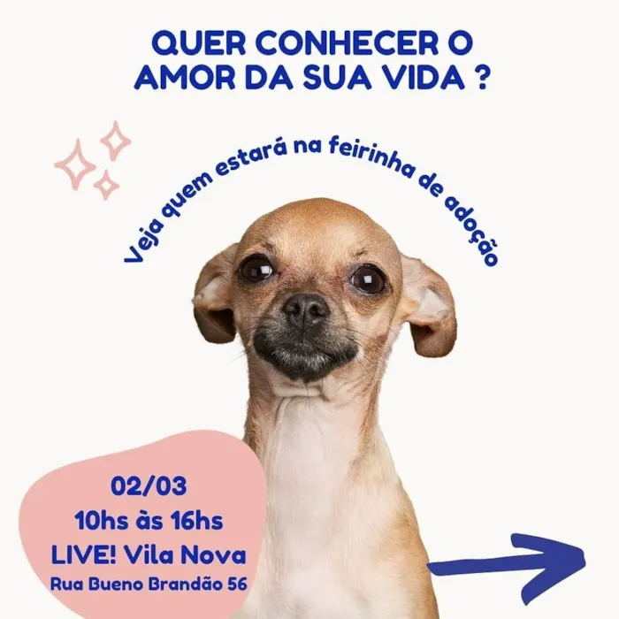 Feira de Adoção de Animais em São Paulo - Encontre seu Novo Amigo!