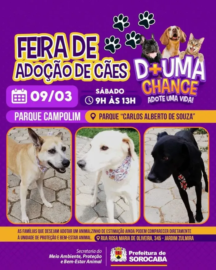 Feira de Adoção de Cães em Sorocaba - Dê uma chance, adote uma vida!