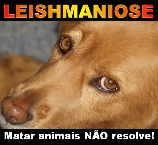 Leishmaniose: Projeto prevê Fim do sacrifício de Animais
