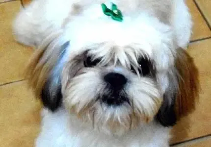 Cãozinho morre após ser esquecido dentro de caixa por dona de pet shop