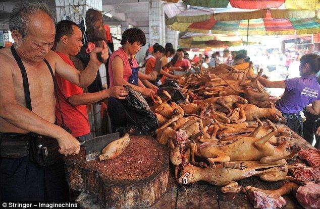 Yulin. O festival de carne de cão que indigna a maioria dos chineses