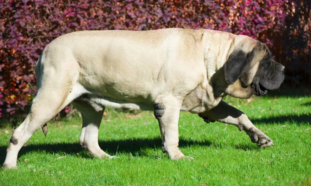 Um Mastiff inglês caminha pelo gramado