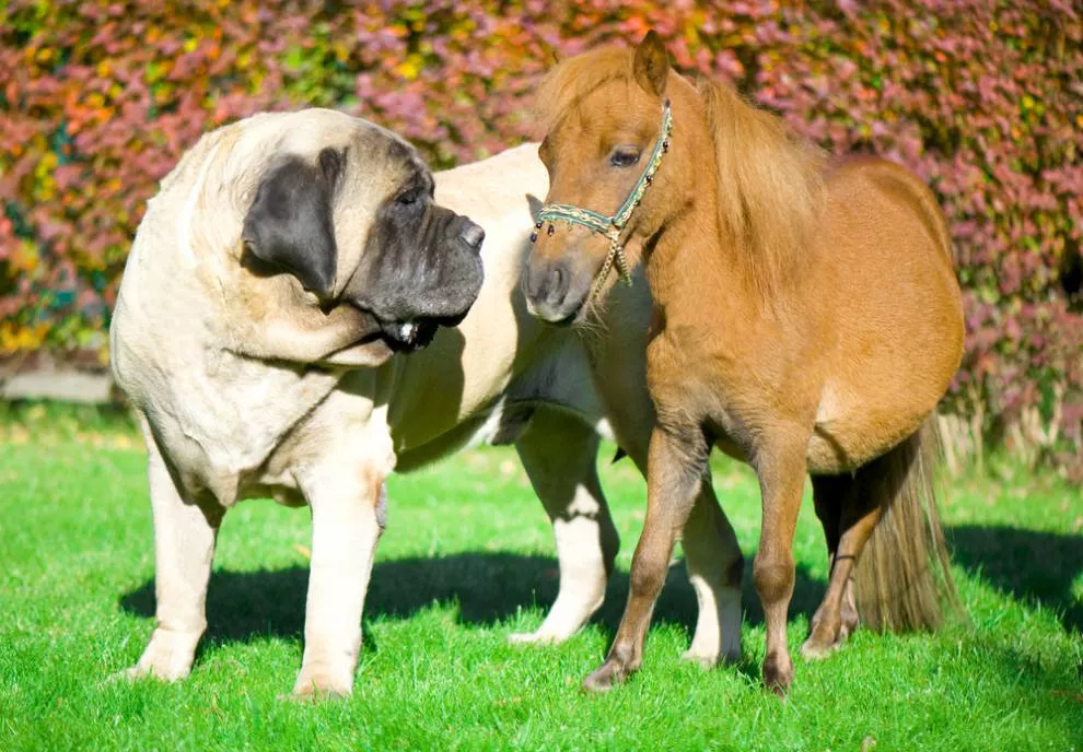 Um mastiff está ao lado de um pônei em miniatura