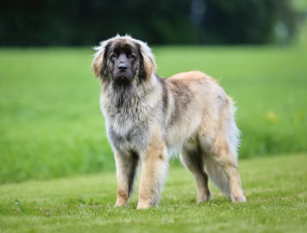 Um Leonberger está em um gramado