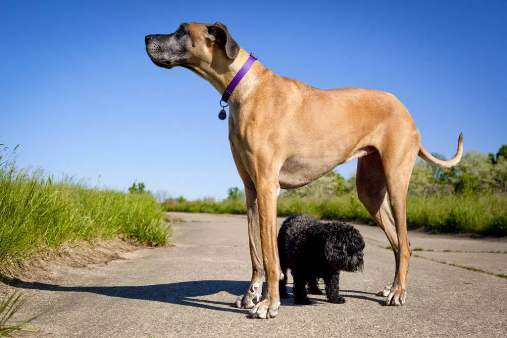 Um cão pequeno está sob um Grande Dinamarquês