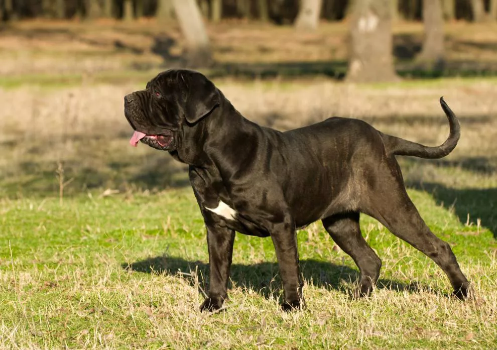 Um mastiff napolitano em pé na grama, de frente para a esquerda