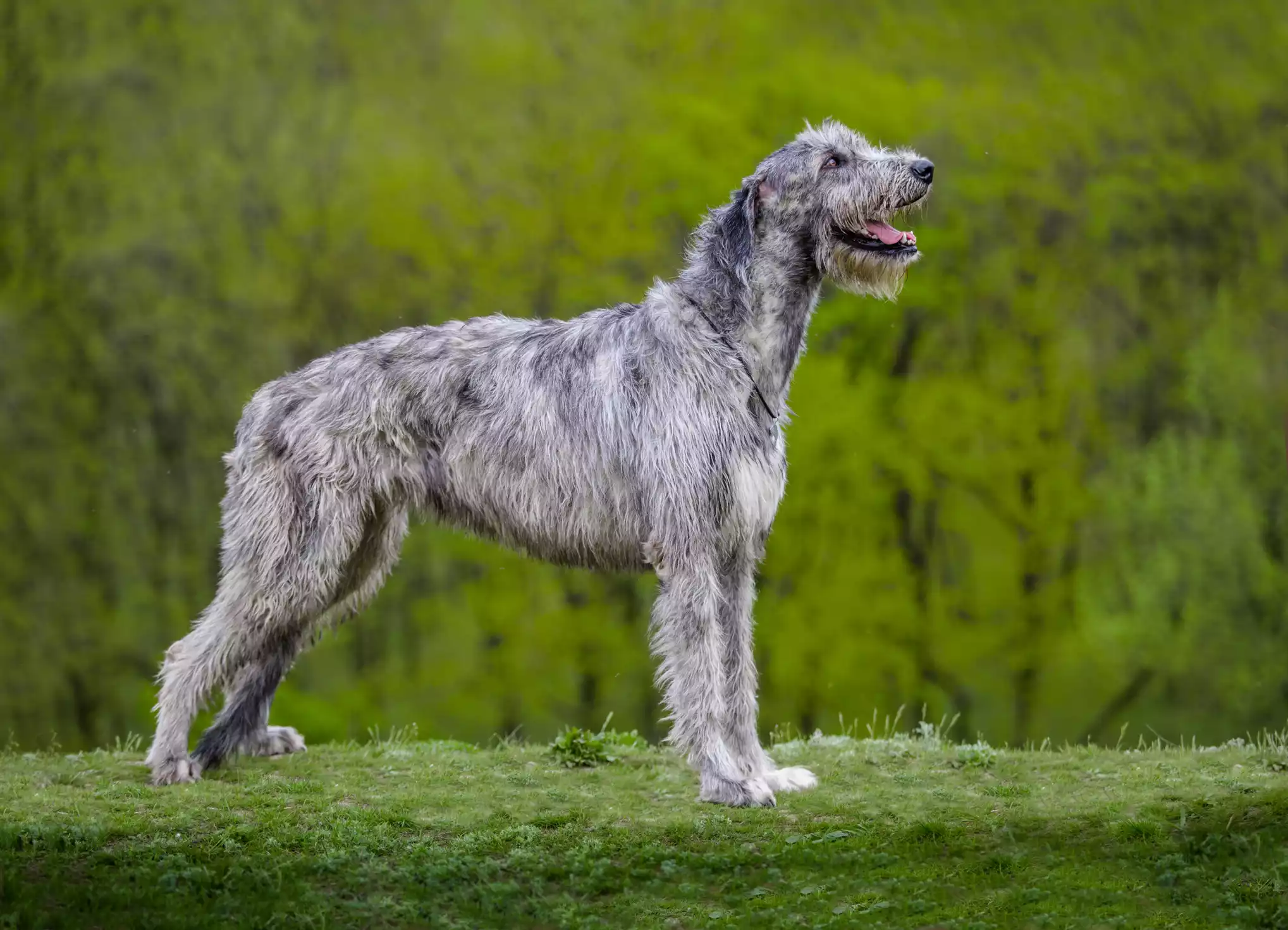 Wolfhound irlandês está na grama