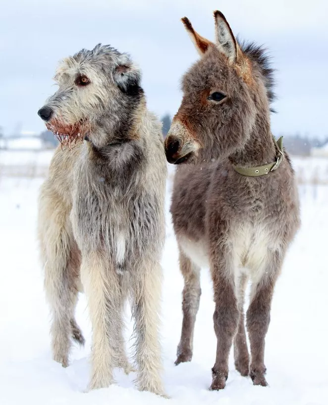 Um cão-lobo está ao lado de um burro
