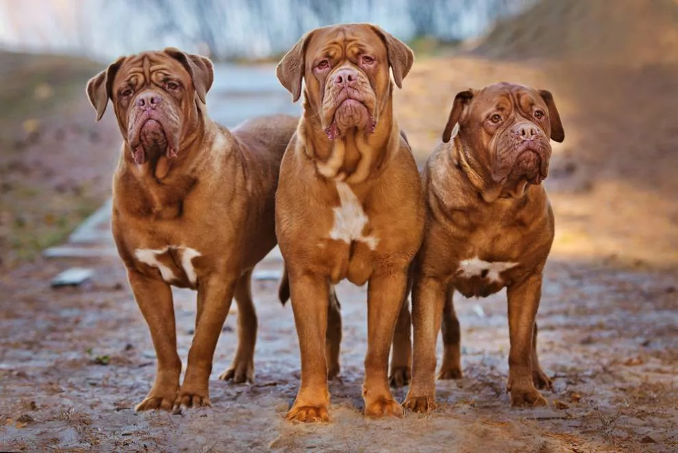 Um trio de Dogue de Bordeaux