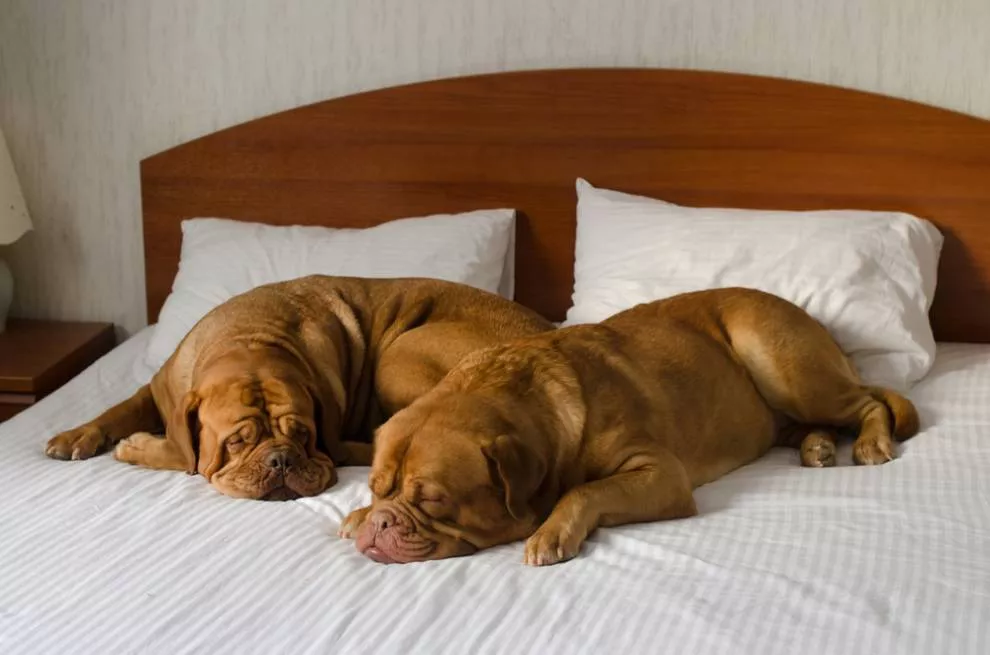 Dogue de Bordeaux dorme em uma cama