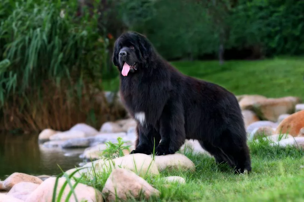 Um cachorro recém-descoberto está ao lado de um riacho