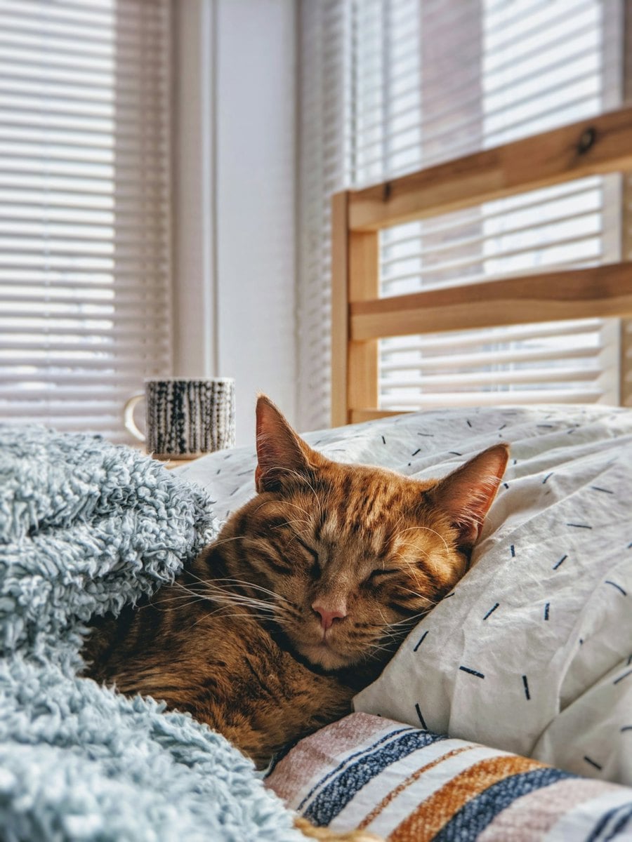 Gato bebendo agua de uma fonte
