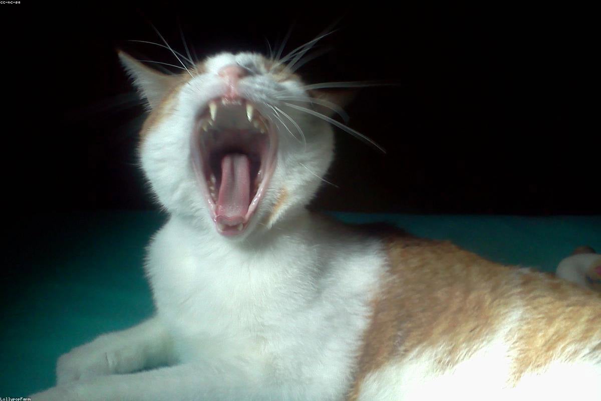 Tutor acolhendo cachorro e gato adotados em casa
