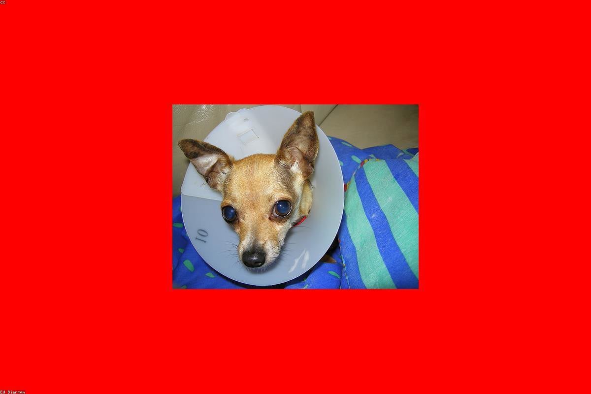 Família conhecendo cachorro resgatado antes da adoção responsável