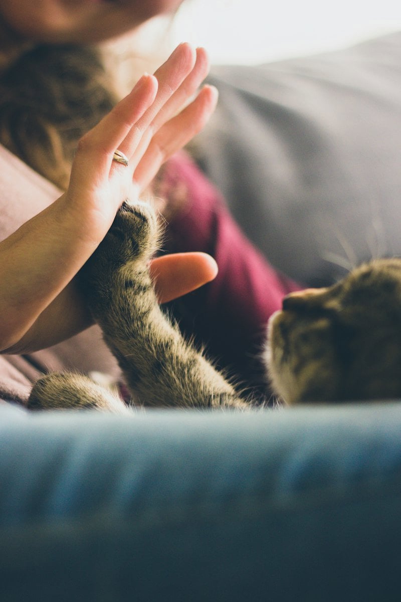 Mão de uma pessoa tocando a pata de um gato em um sofá