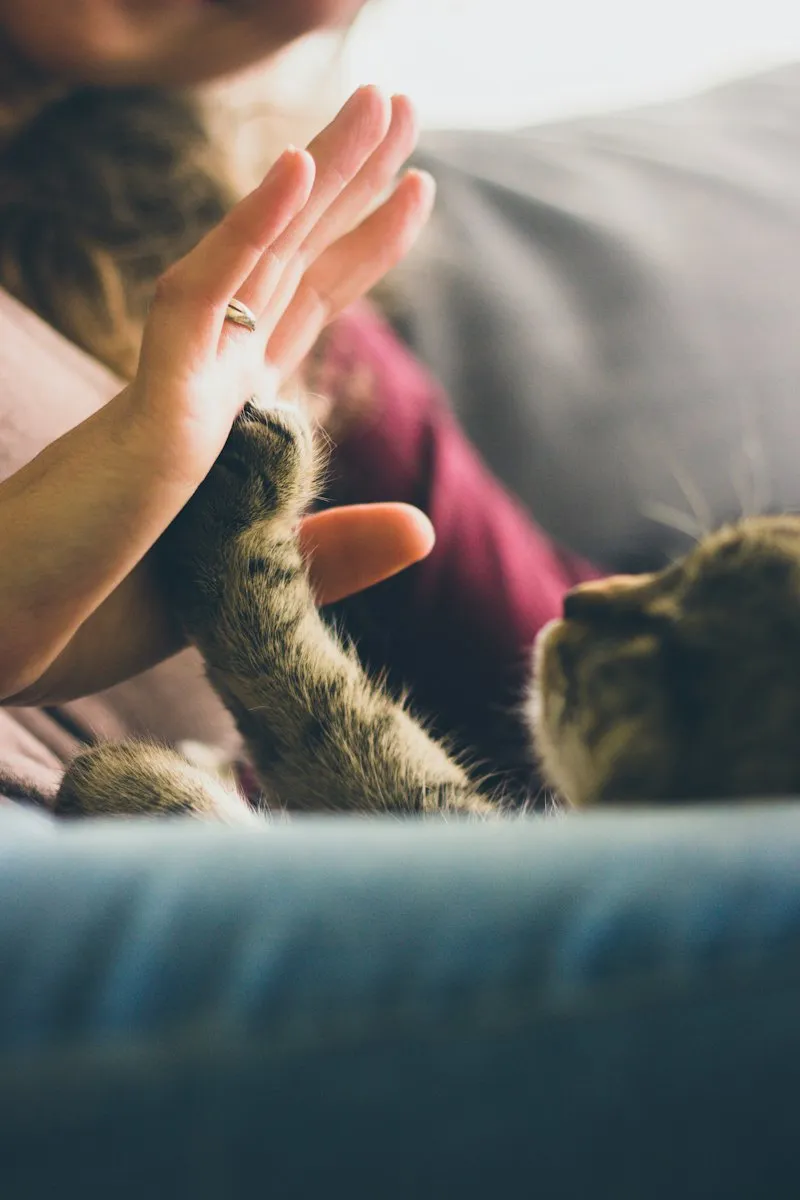 Mão de uma pessoa tocando a pata de um gato em um sofá