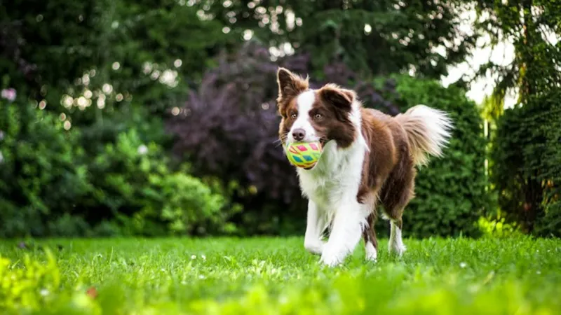 Cão ativo correndo em um gramado com uma bolinha na boca
