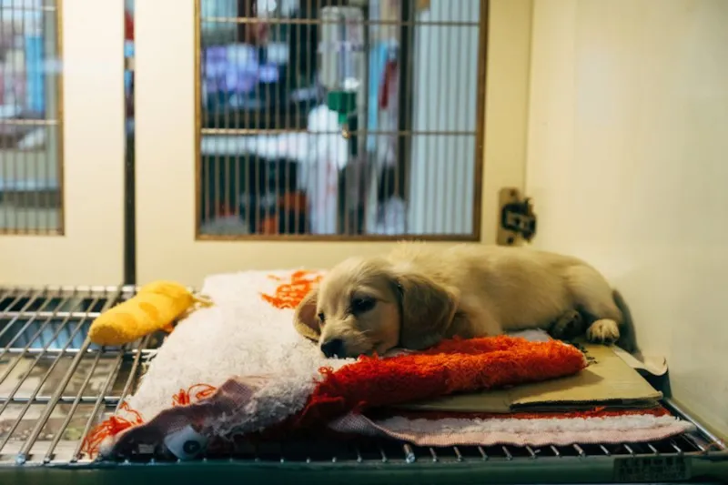 Filhote de cachorro descansando sobre almofadas em um canil de abrigo