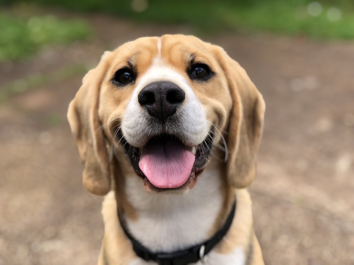 Cão de porte médio sozinho em ambiente interno de apartamento