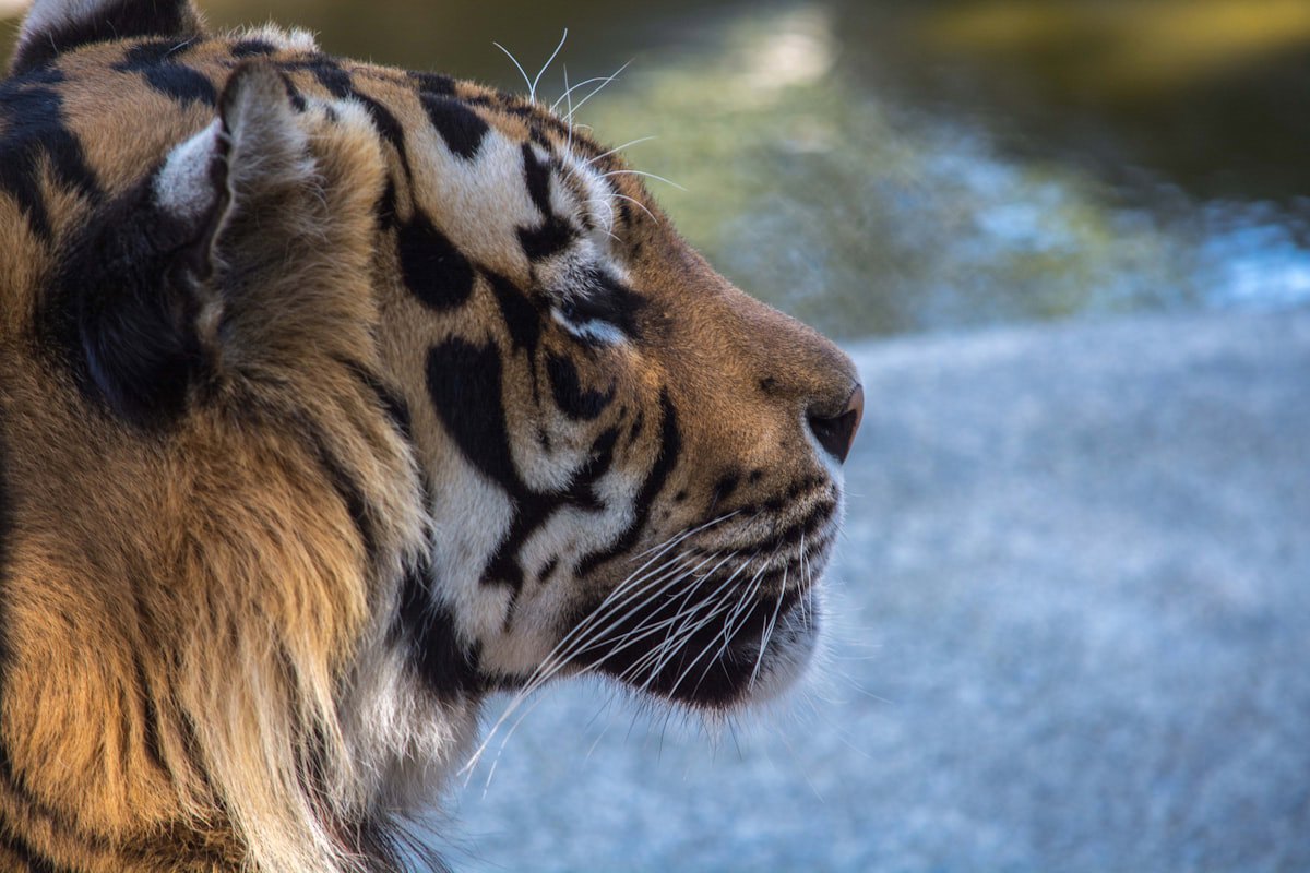 Gato próximo a uma janela observando o ambiente externo