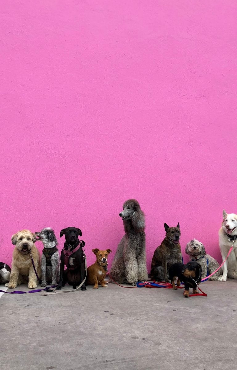 Fileira de cães em um abrigo, imagem ilustrativa