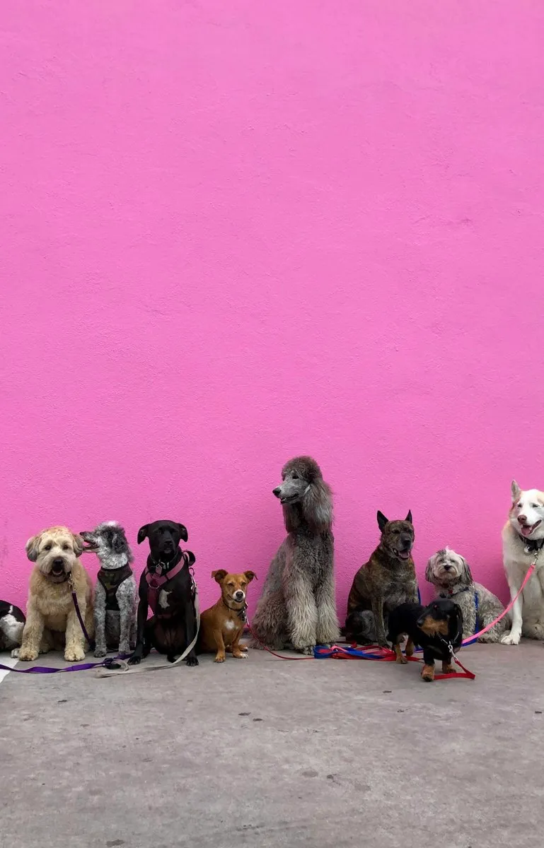 Fileira de cães em um abrigo, imagem ilustrativa