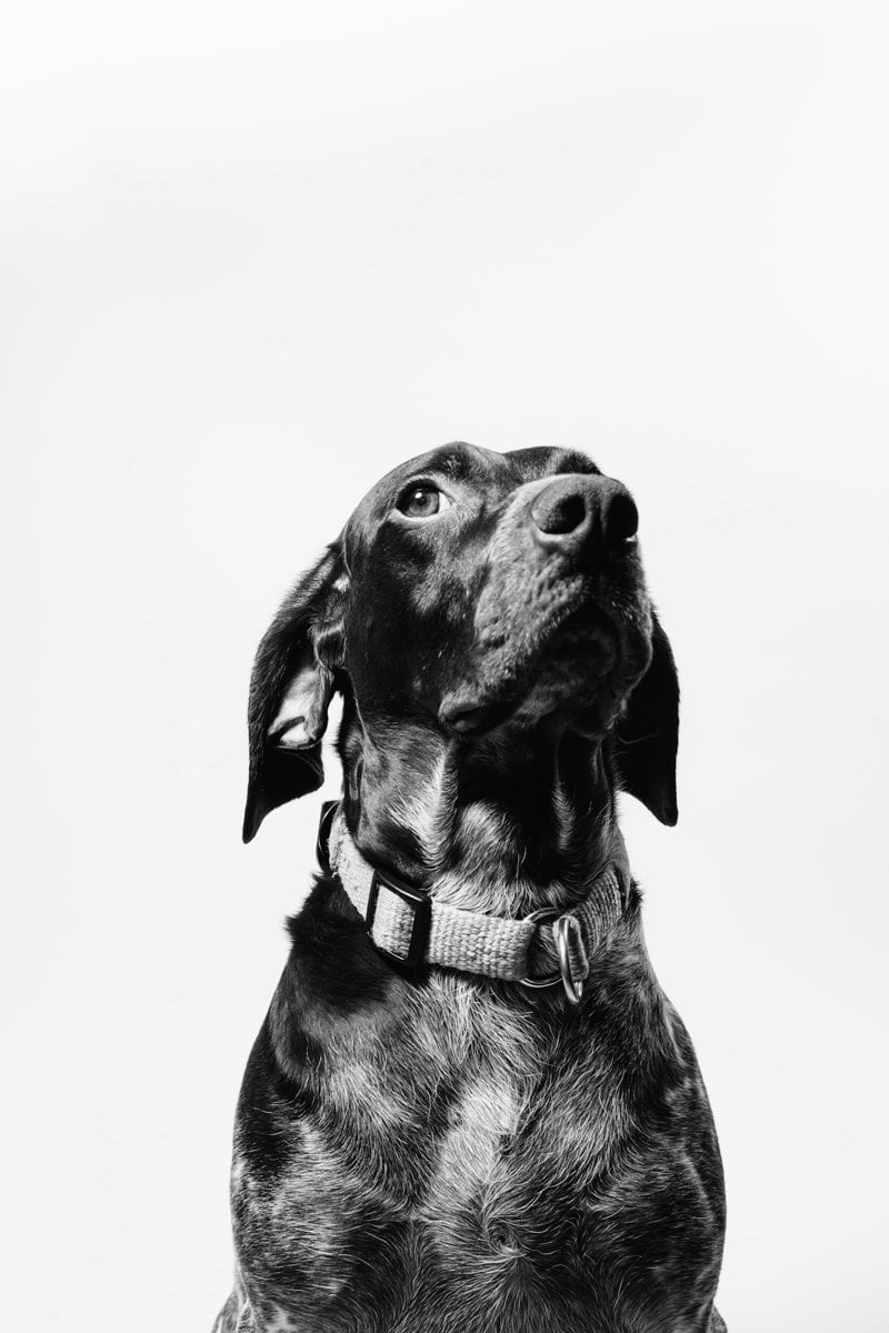Cão de pelagem escura, imagem ilustrativa