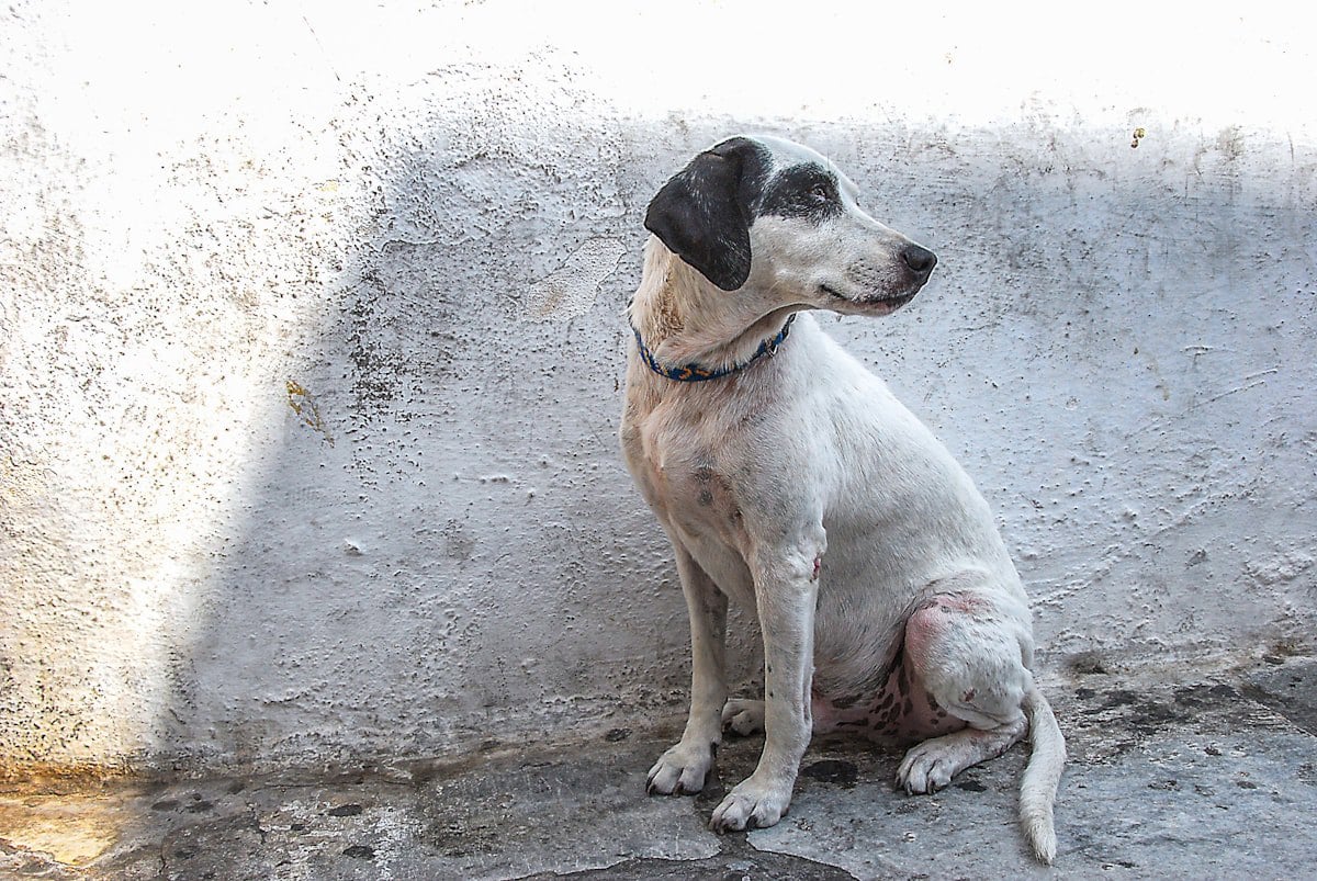 Cão de porte médio, imagem ilustrativa