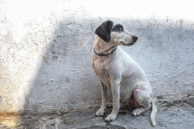 Cão de porte médio, imagem ilustrativa