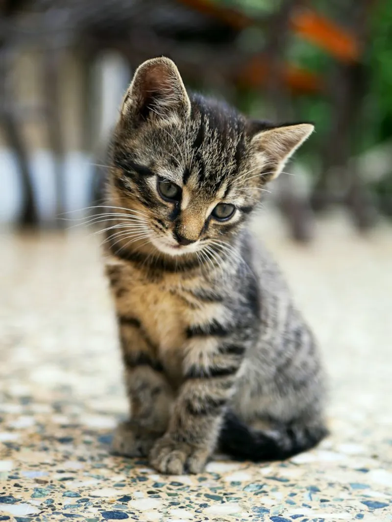 Gato de abrigo observando a câmera