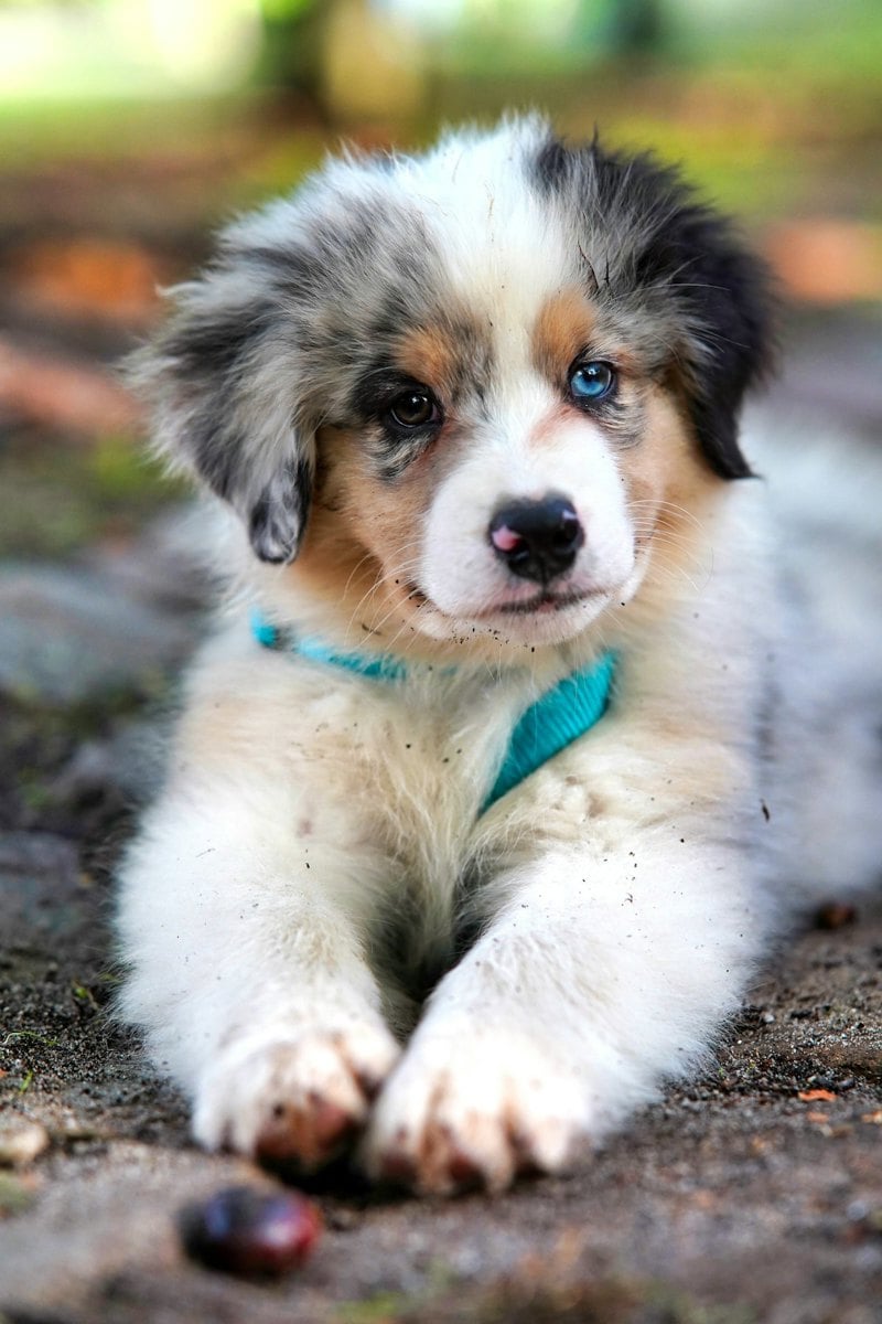 Cachorro brincando com brinquedo recheável de borracha