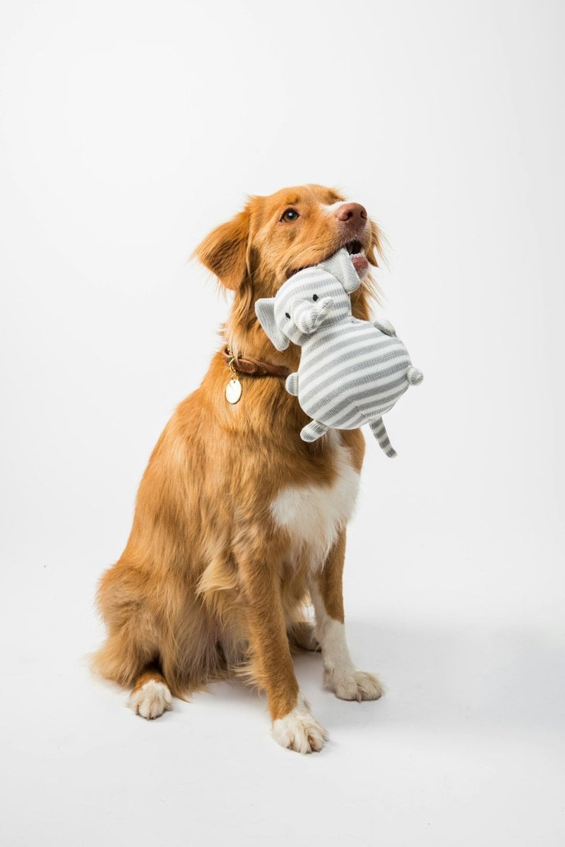 Filhote de cachorro mordendo brinquedo de borracha durante a troca de dentição