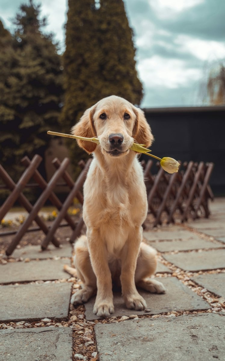 Cachorro observando a rua atentamente pela janela de casa