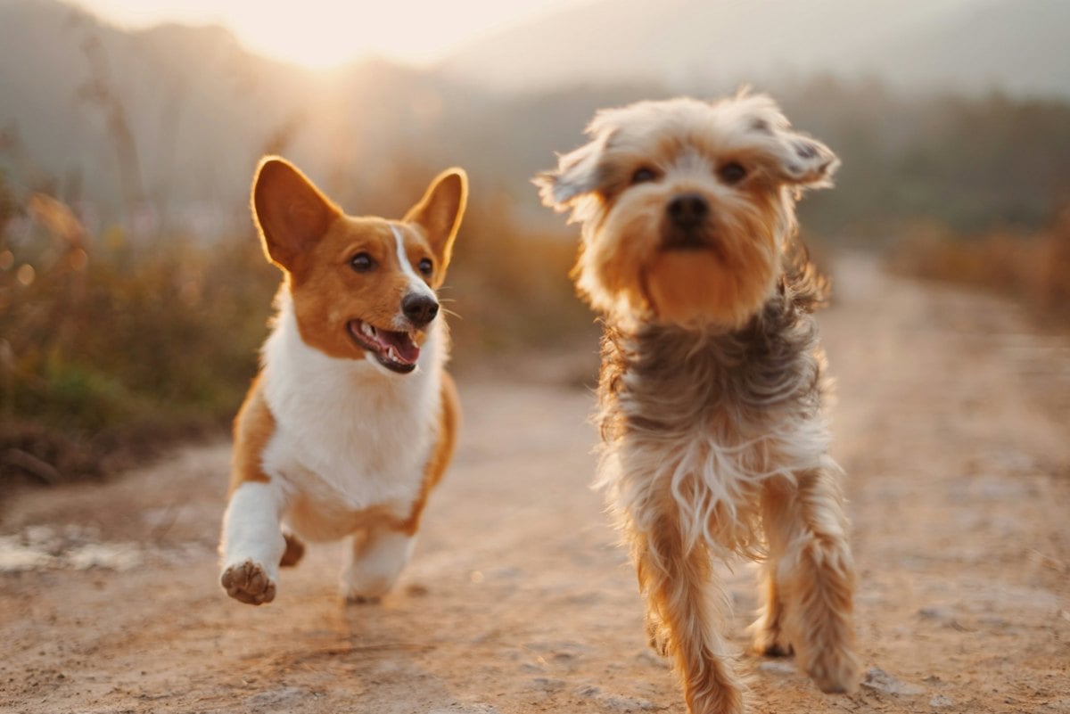 Cachorro com expressão de dor ou desconforto