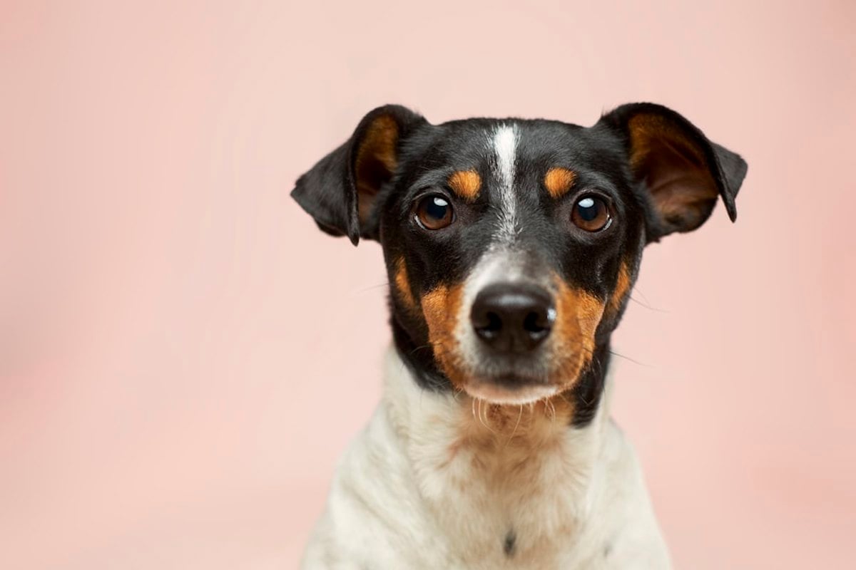 Cachorro deitado com aspecto de mal-estar sendo observado pelo tutor