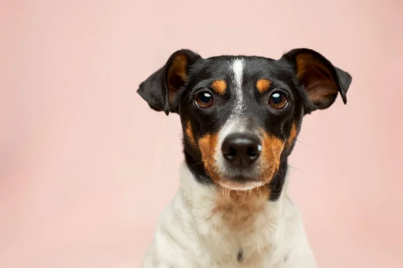 Cachorro deitado com aspecto de mal-estar sendo observado pelo tutor