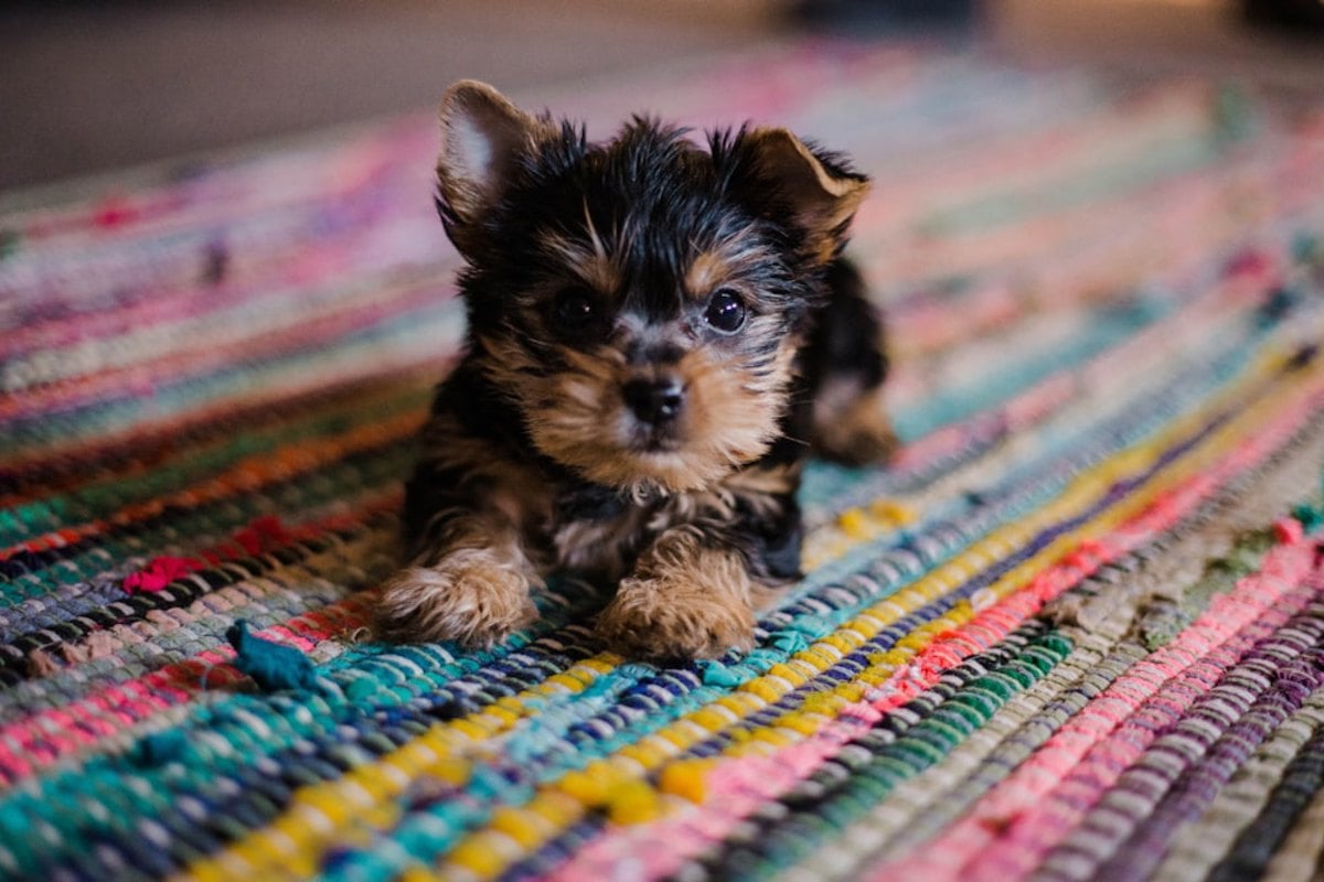 Cachorro perto do prato de comida durante recuperação alimentar