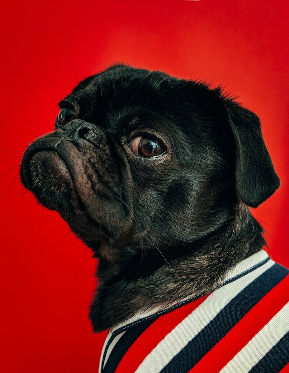 Cachorro sendo examinado por veterinário durante consulta