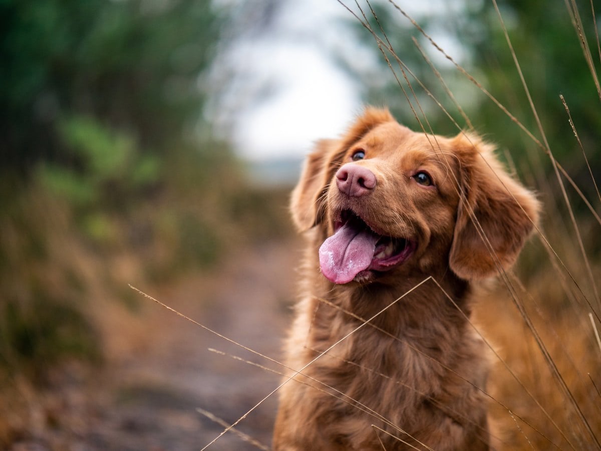 Pessoa sorrindo ao lado de cão comunitário adotado em ambiente doméstico