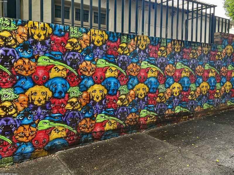 Cachorro e gato em um dia quente